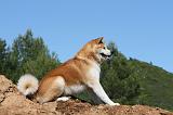 AKITA INU 441